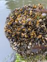 Photo of golden mussels encrusting a monitoring station near the San Luis National Wildlife Refuge on the San Joaquin River courtesy of Alisa Dahl/California Department of Fish and Wildlife.