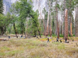 Plant Gathering In Yosemite By 7 Tribes Can Proceed