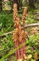 Pine drops found along Herring Cr photo by Jim Bliss