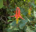 columbine found at Gargoyles