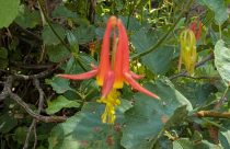 columbine found at Gargoyles