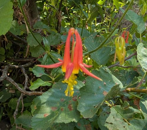 columbine found at Gargoyles