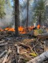 Stanislaus National Forest Sugar Pine Ranger District began ignitions this morning for the prescribed fire on the Sierra Nevada Adaptive Management Experiment unit (AMEX) -- STF photo