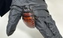 Australia Cockroaches Seized