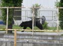 Japan Bear Attack