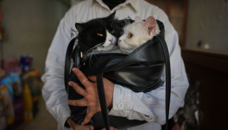 Palestinians Gaza's Pets