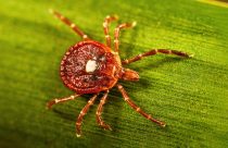 Be Well Tick Allergy