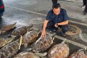 Indonesia Animal Trafficking