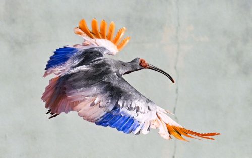 Japan Crested Ibises