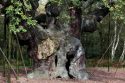 Britain Robin Hood Oak Tree