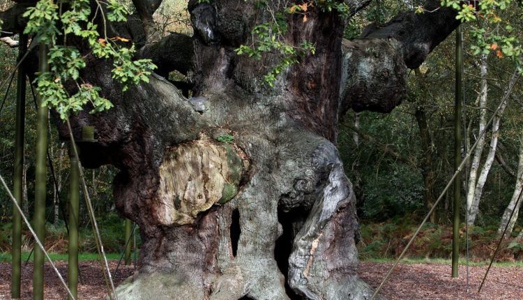 Britain Robin Hood Oak Tree