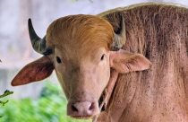 APTOPIX Bangladesh Buffalo Trump