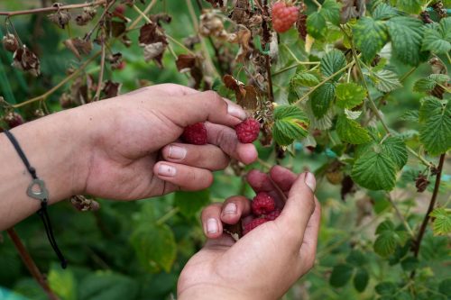 Serbia Raspberries