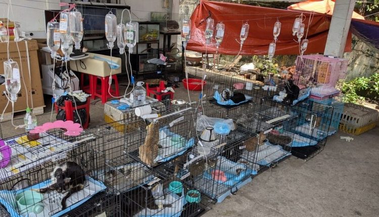 Vietnam-Cat Rescue