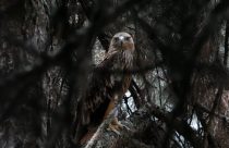 Serbia Eagle's Journey