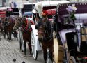 Central Park Horse Injury