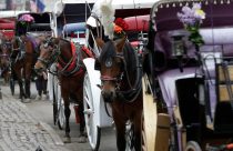 Central Park Horse Injury