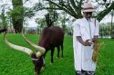 Rwanda Royal Cows