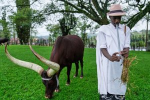Rwanda Royal Cows