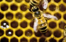 Worker Honeybees