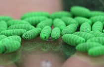 Screwworm Livestock