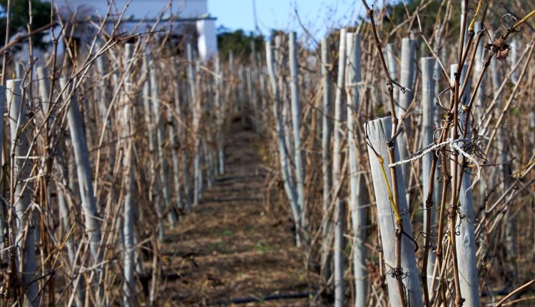 South Africa Home Vineyard