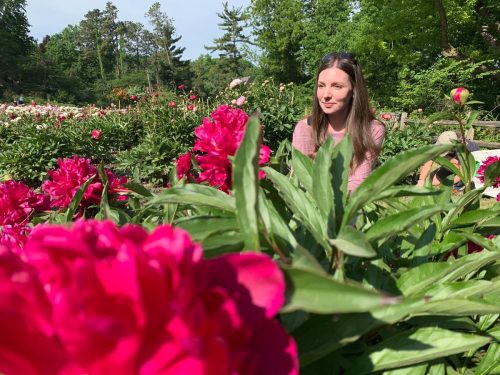 Peonies in Bloom