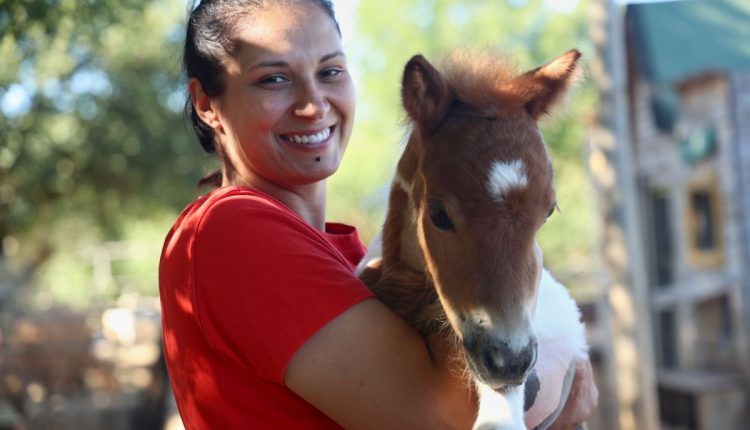Croatia Pony