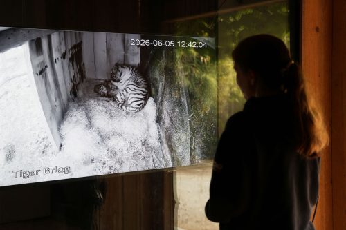 Slovenia Zoo Cubs