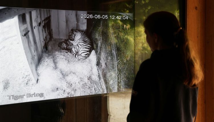 Slovenia Zoo Cubs