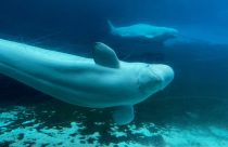 Canada Whales Marineland