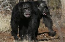 Ape Laughter