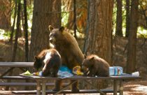 A bear and cubs enjoying a picnic lunch thanks to visitors—Photo by Sean Crom