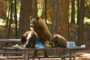 A bear and cubs enjoying a picnic lunch thanks to visitors—Photo by Sean Crom