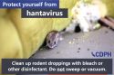 CCPH warns of dangers of hantavirus and how to clean safely—CCPH flyer