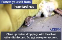 CCPH warns of dangers of hantavirus and how to clean safely—CCPH flyer