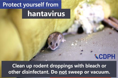 CCPH warns of dangers of hantavirus and how to clean safely—CCPH flyer