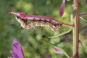 Sue Endter won first place in the statewide Photography Contest in the “Our World Up Close” category with a microphoto titled “Caterpillar.” -- Photo courtesy Aronos Club