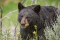 Generic black bear in forest photo