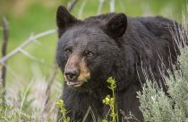 Generic black bear in forest photo