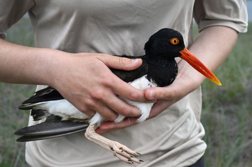 Climate Shorebird Revival