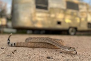 Be Well-Pets-Snake Avoidance