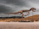 Tyrannosaurus Auction