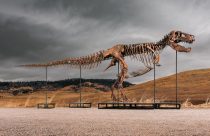 Tyrannosaurus Auction