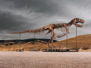 Tyrannosaurus Auction
