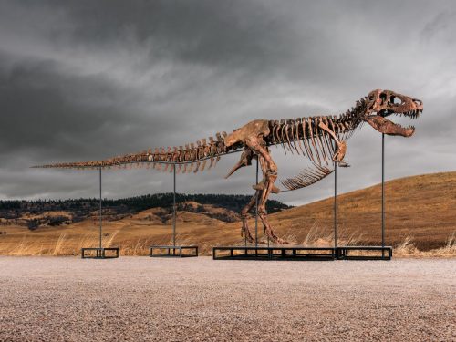 Tyrannosaurus Auction
