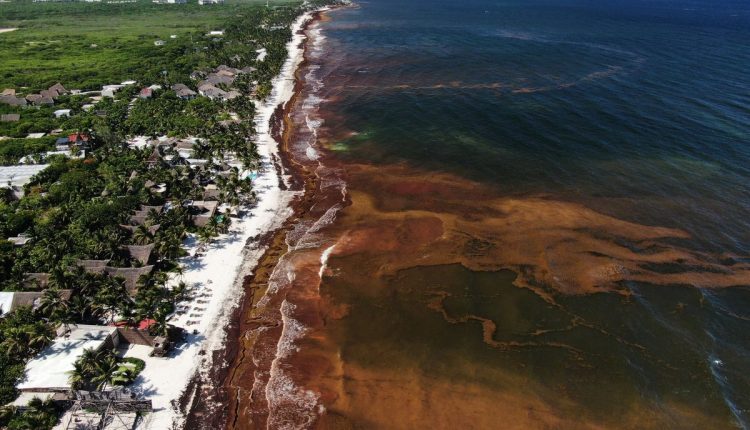 Mexico Sargassum