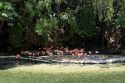 Dominican Republic Rescued Animals
