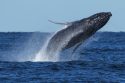 South Africa Whale Supergroups