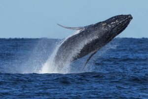 South Africa Whale Supergroups